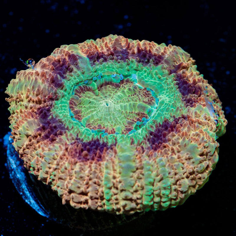 Death Note Asian Acan Coral with fleshy polyps in reef aquarium