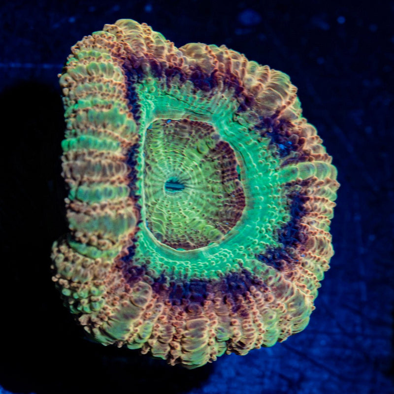 Death Note Asian Acan Coral with fleshy polyps in reef aquarium