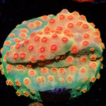 Defcon Cyphastrea with encrusting appearance in a reef aquarium
