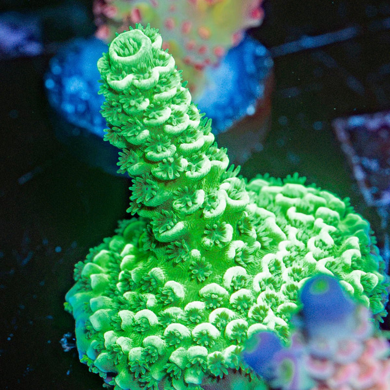 Domicile Disrupter Acropora Coral with branching growth in reef aquarium