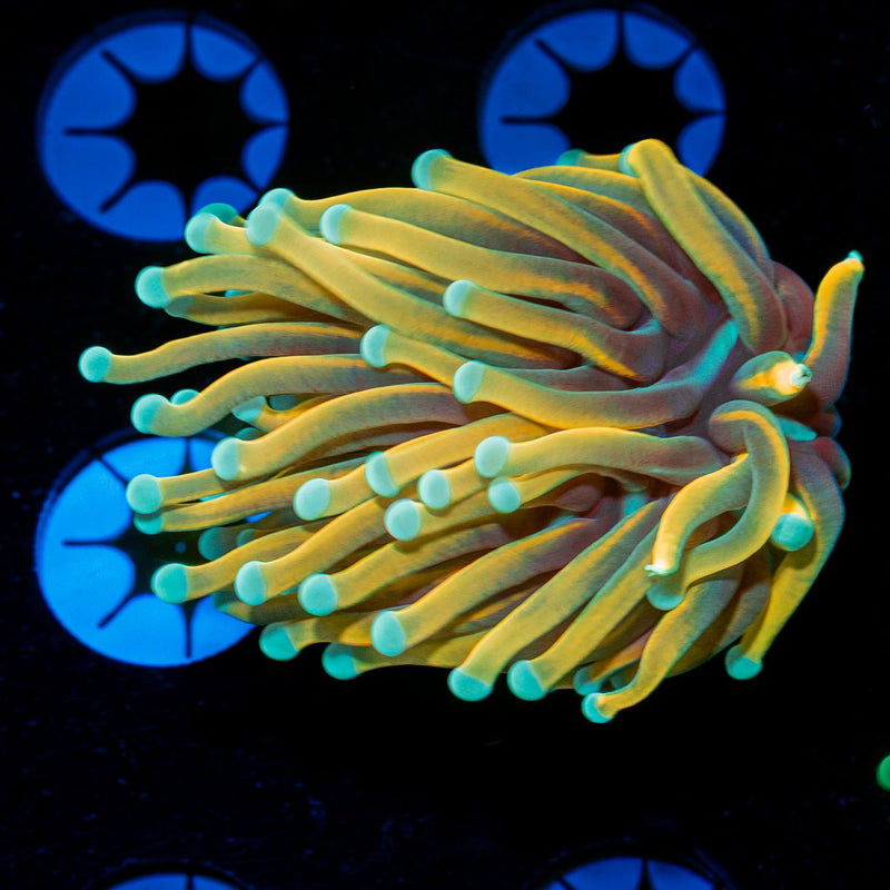 Dragon Ball Torch Euphylla with flowing tentacles in reef aquarium