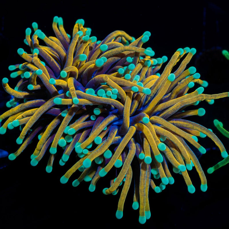 Dragon Ball Torch Euphyllia Coral with flowing tentacles in reef aquarium