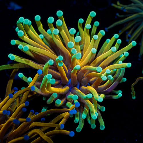 Dragon Ball Torch Euphyllia Coral