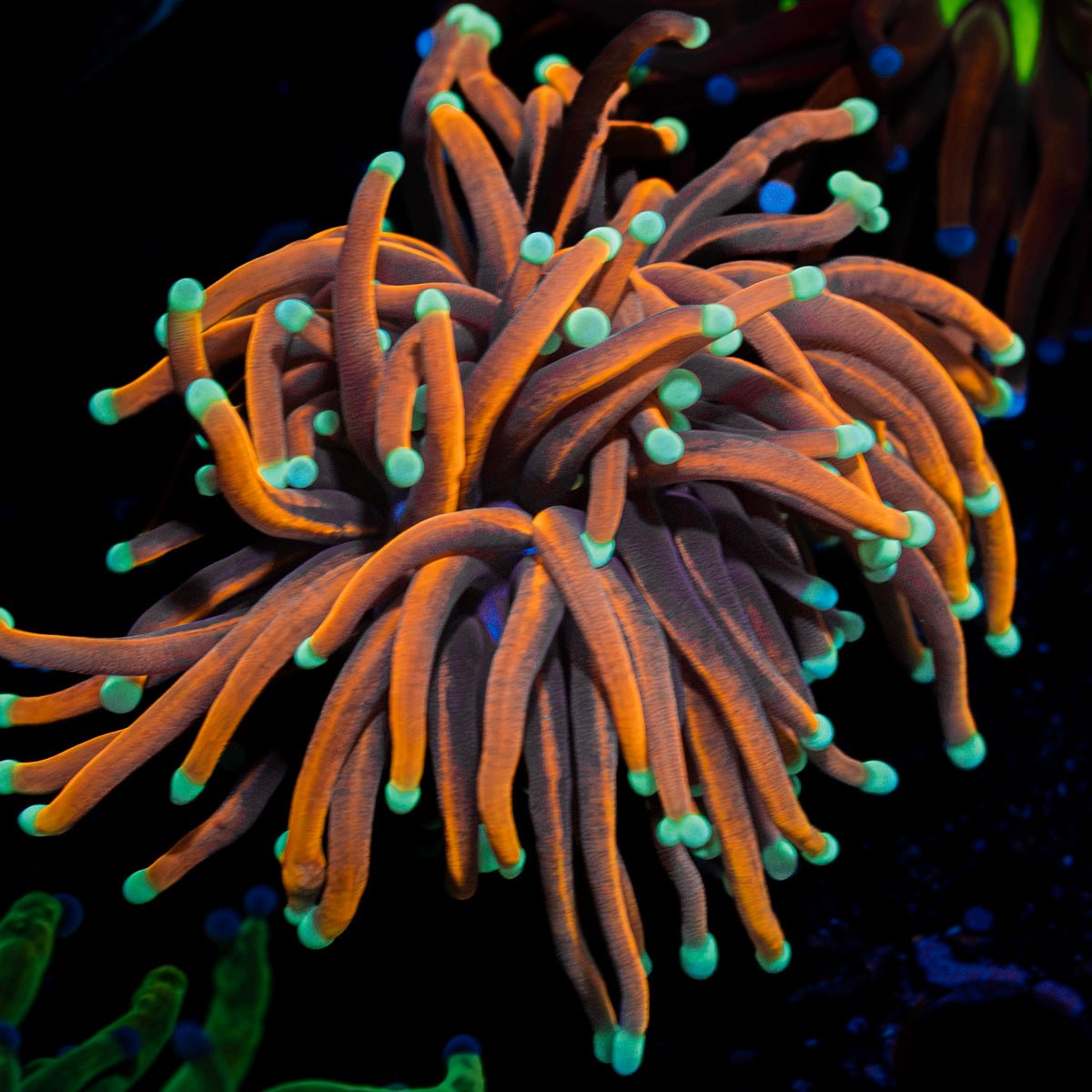 Dragon Ball Torch Euphyllia Coral with flowing tentacles in reef aquarium