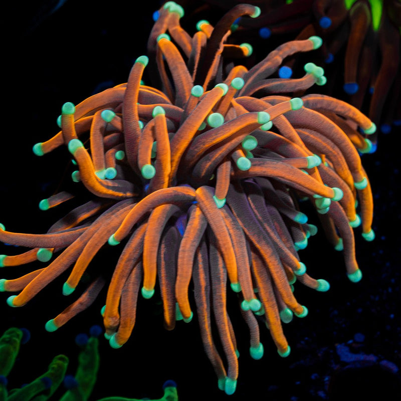 Dragon Ball Torch Euphyllia Coral with flowing tentacles in reef aquarium