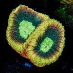 Dragon Slayer Favia coral with encrusting growth in reef aquarium