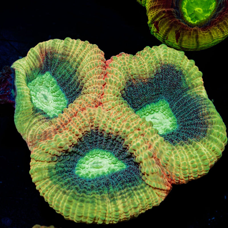 Dragon Slayer Favia Coral