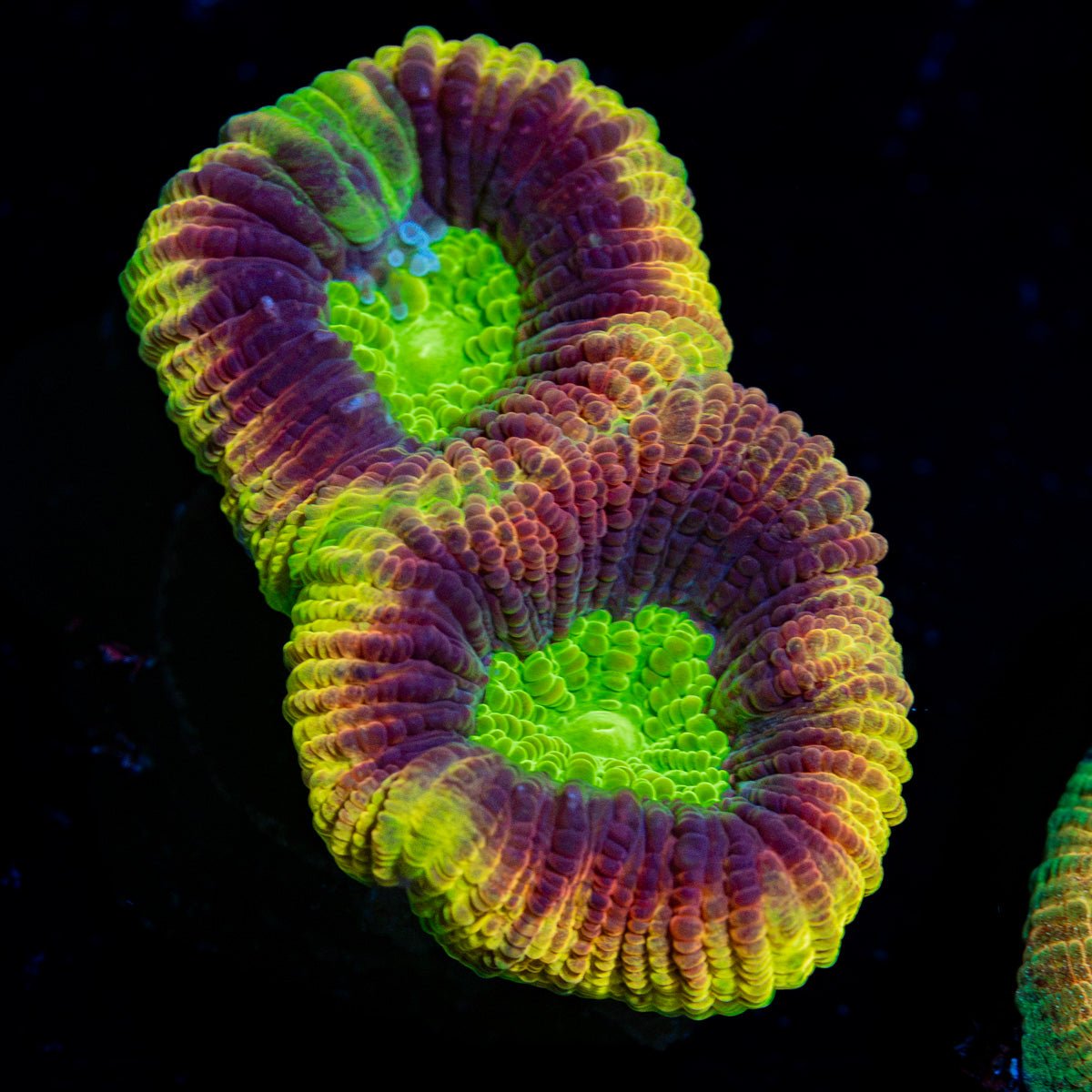 Dragon Slayer Favia Coral with encrusting growth in reef aquarium