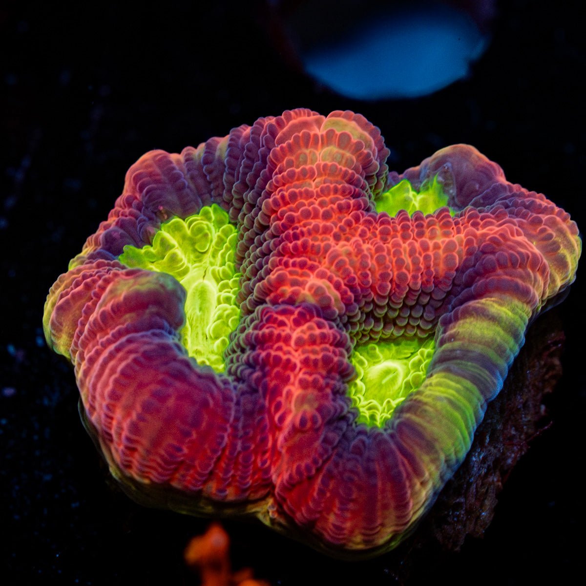 Dragon Soul Favia with intricate patterns displayed in a saltwater aquarium