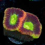 Dragon Soul Favia Coral with encrusting growth in reef aquarium