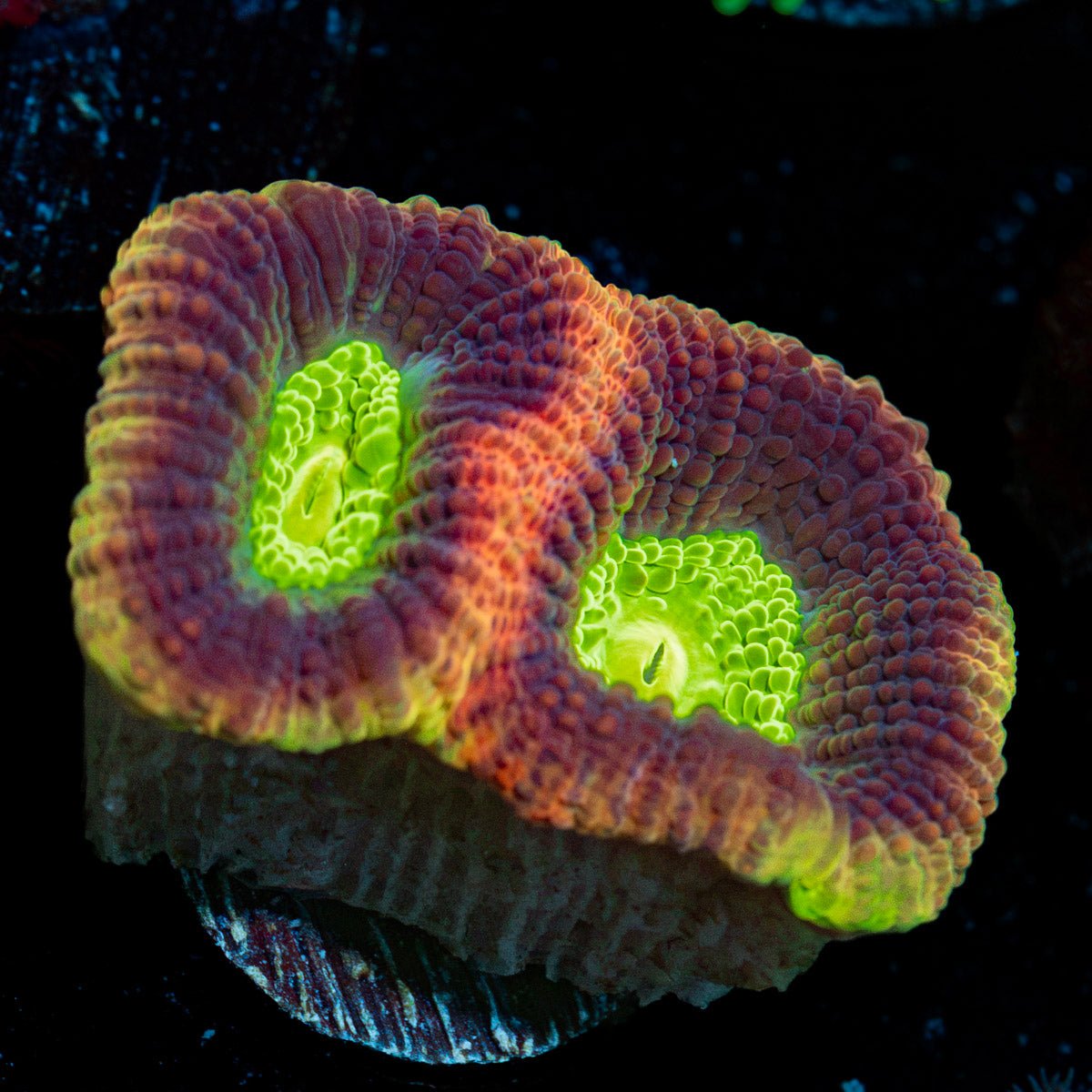 Dragon Soul Favia Coral with encrusting growth in reef aquarium