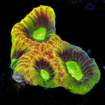 Dragon Soul Favia Coral with encrusting growth in reef aquarium