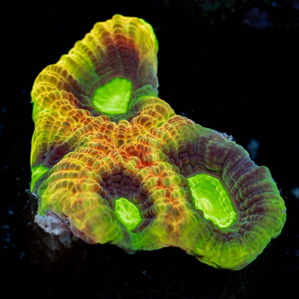 Dragon Soul Favia Coral with encrusting growth in reef aquarium