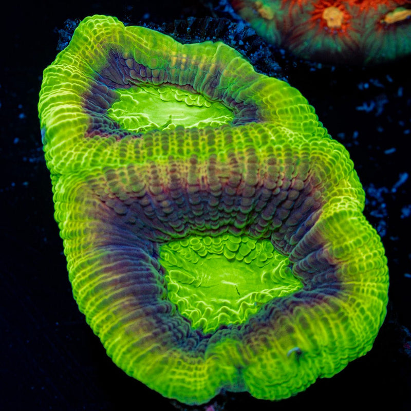 Dragon Soul Favia Coral with encrusting growth in reef aquarium