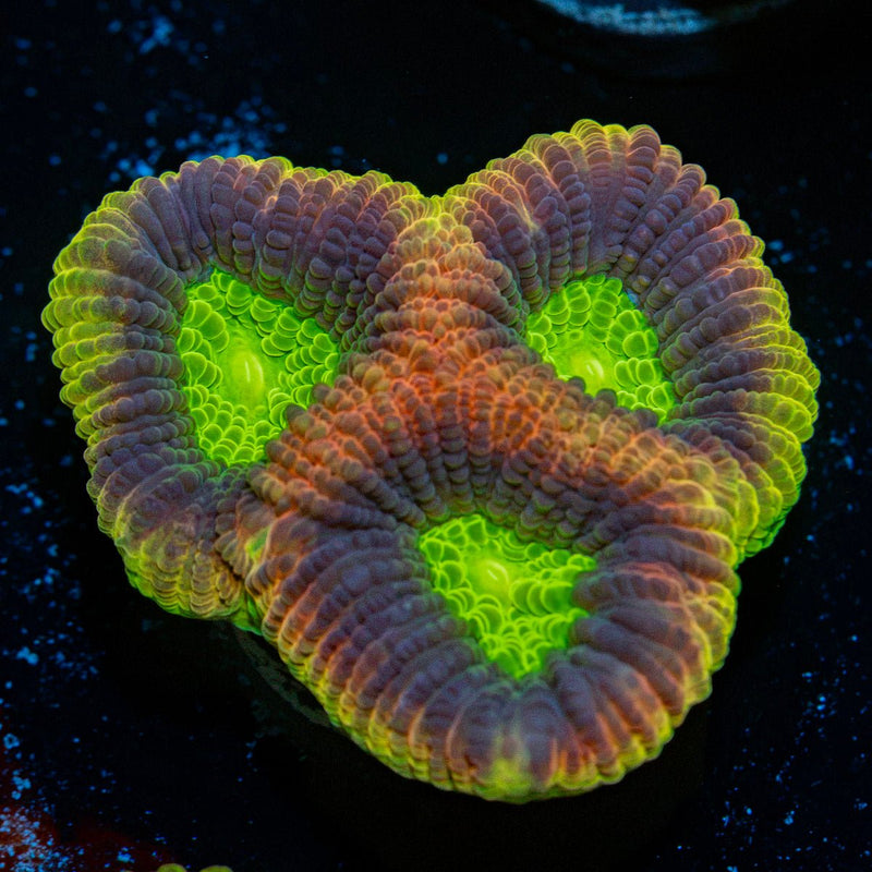 Dragon Soul Favia Coral with encrusting growth in reef aquarium
