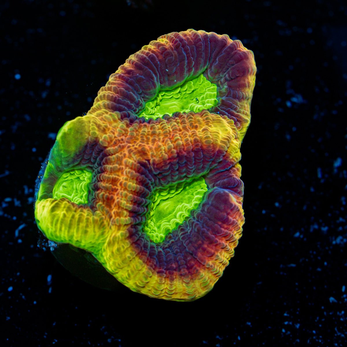 Dragon Soul Favia Coral with encrusting growth in reef aquarium