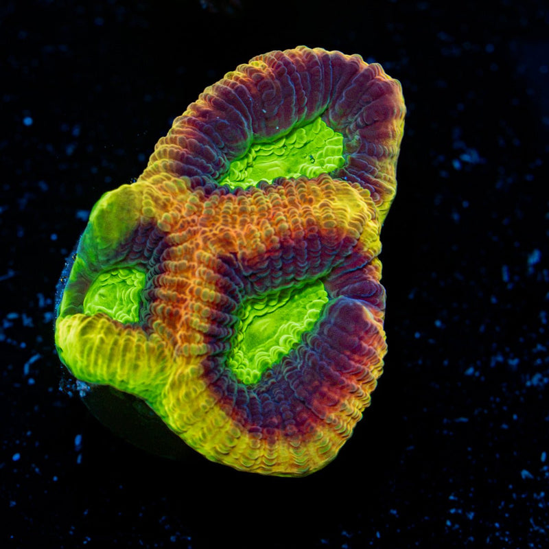 Dragon Soul Favia Coral with encrusting growth in reef aquarium