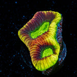 Dragon Soul Favia Coral with encrusting growth in reef aquarium