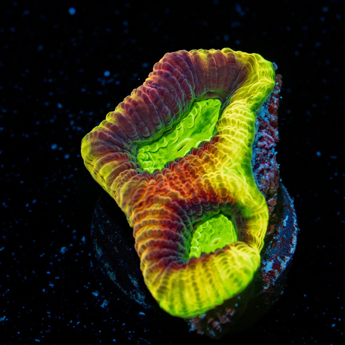 Dragon Soul Favia Coral with encrusting growth in reef aquarium