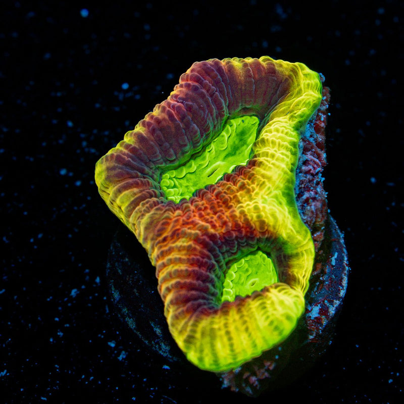 Dragon Soul Favia Coral with encrusting growth in reef aquarium