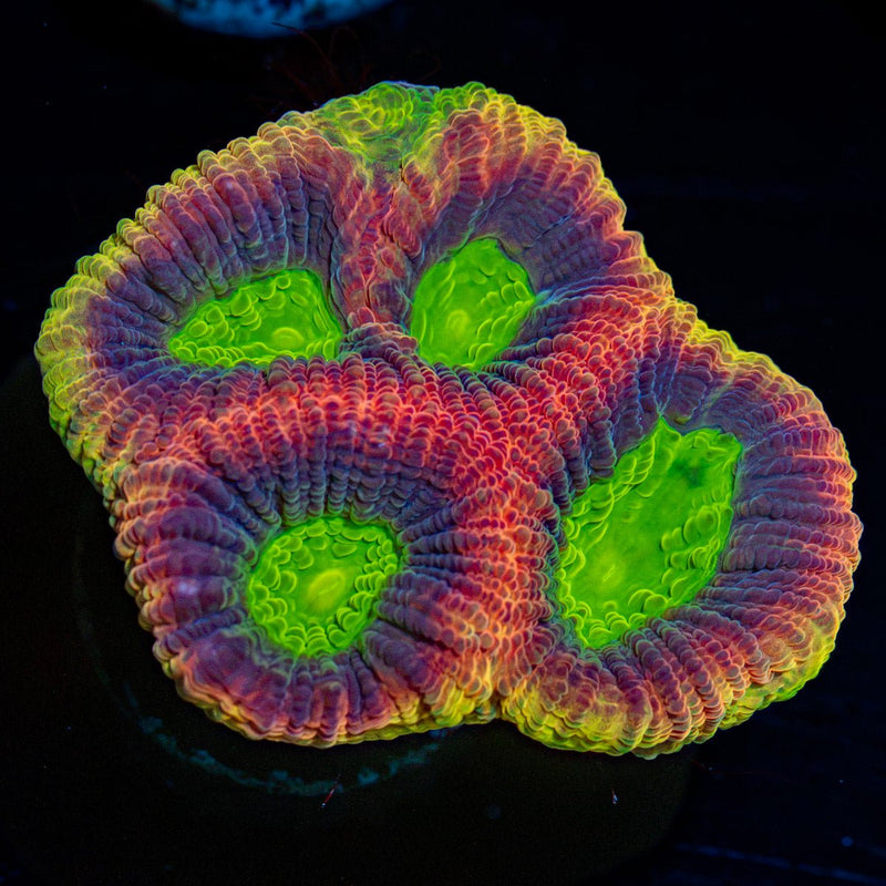 Dragon Soul Favia Coral with encrusting growth in reef aquarium