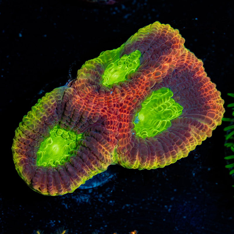 Dragon Soul Favia Coral with encrusting growth in reef aquarium