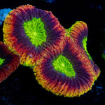 Dragon Soul Favia Coral with encrusting growth in reef aquarium