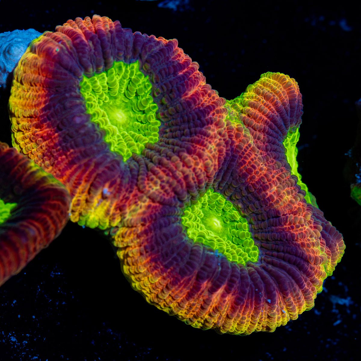 Dragon Soul Favia Coral with encrusting growth in reef aquarium