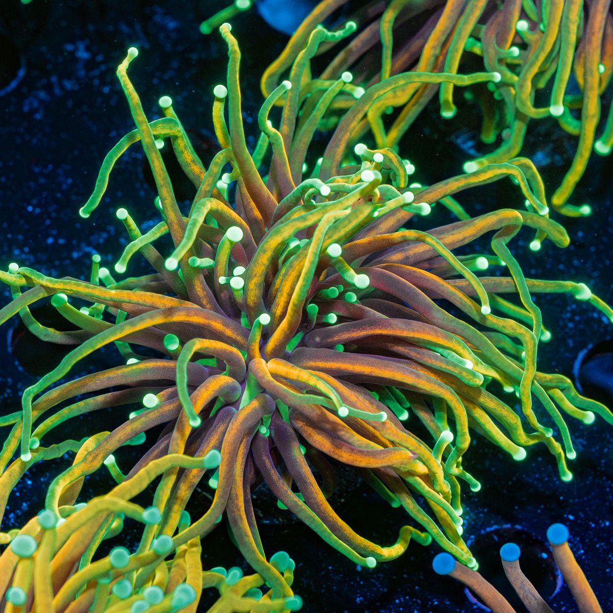 Dragon Soul  Torch  Euphyllia Coral  with flowing tentacles in reef aquarium