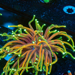 Dragon Soul  Torch  Euphyllia Coral  with flowing tentacles in reef aquarium