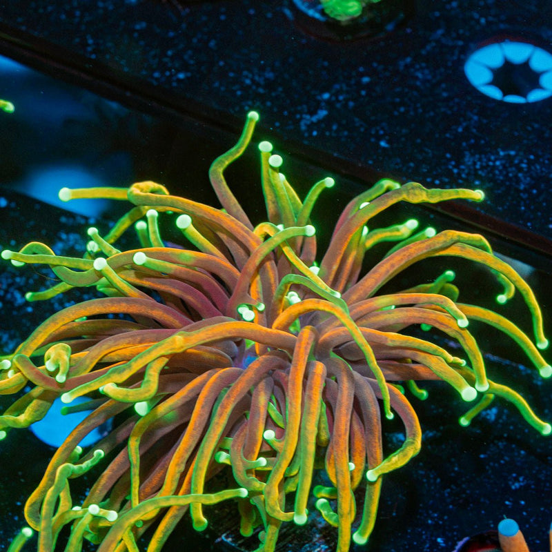Dragon Soul  Torch  Euphyllia Coral  with flowing tentacles in reef aquarium