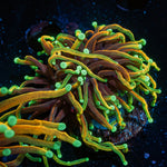 Dragon Soul  Torch  Euphyllia Coral  with flowing tentacles in reef aquarium