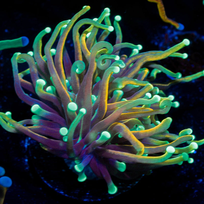 dragon Soul Torch Euphyllia Coral
