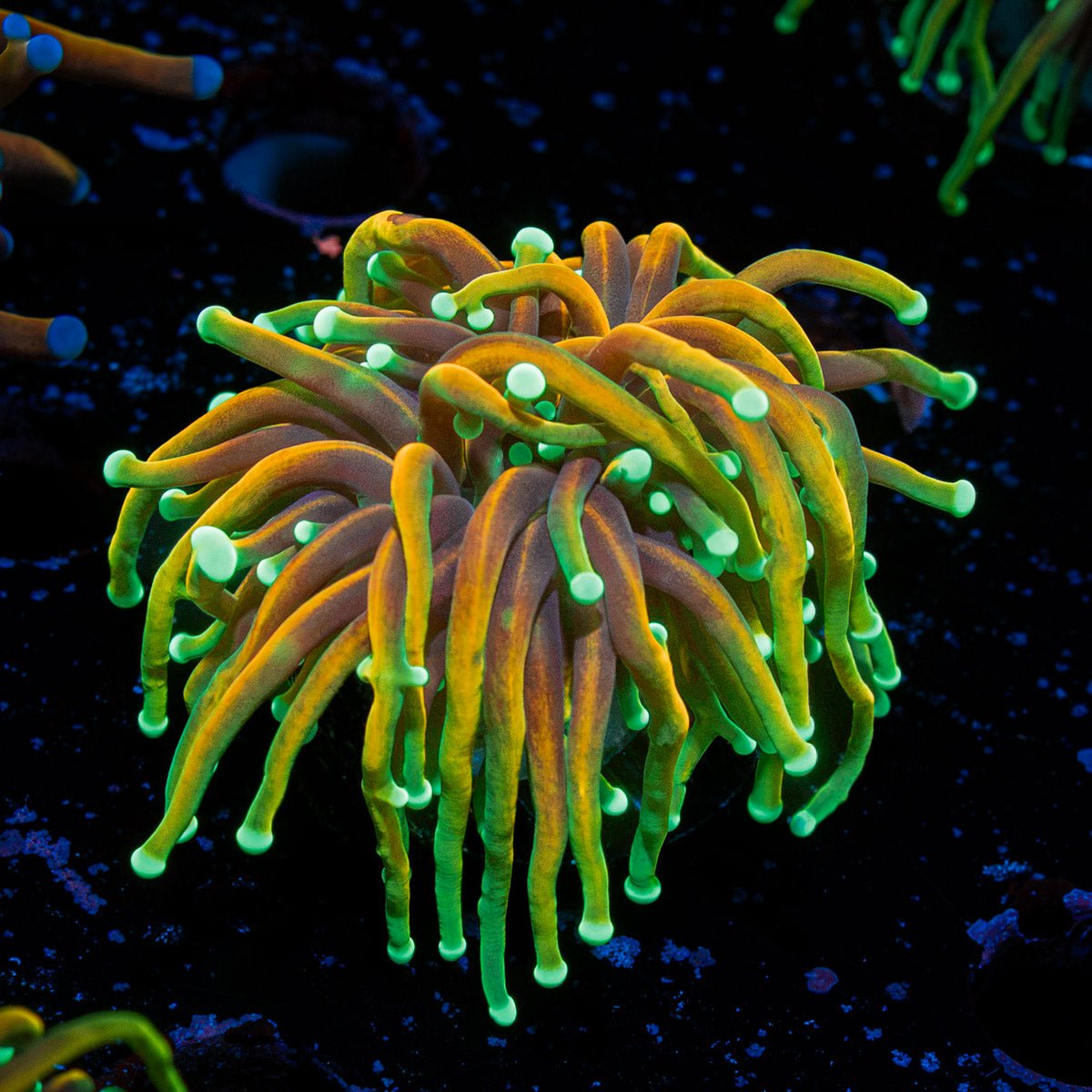 Dragon Soul Torch Euphyllia Coral with flowing tentacles in reef aquarium