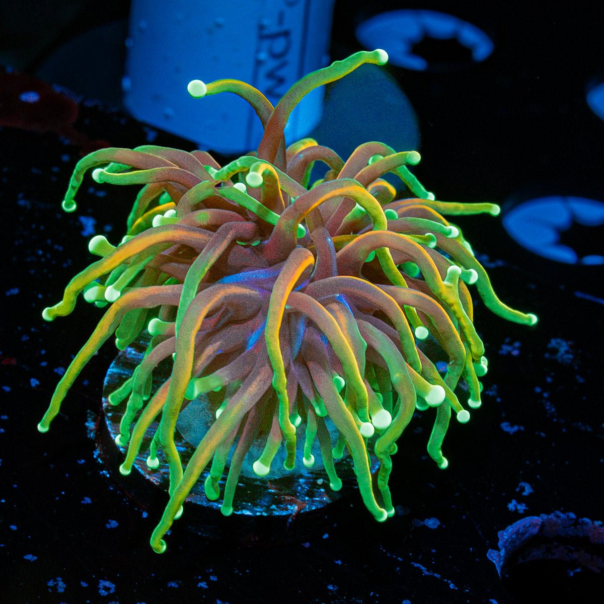 Dragon Soul Torch Euphyllia Coral with flowing tentacles in reef aquarium