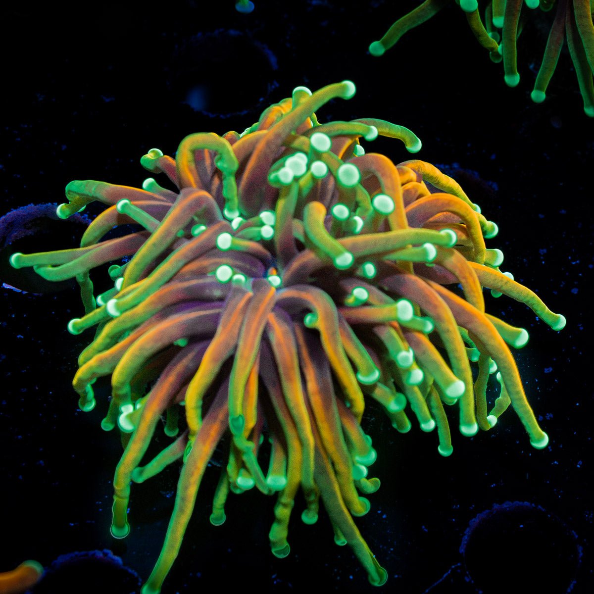 Dragon Soul Torch Euphyllia Coral with flowing tentacles in reef aquarium