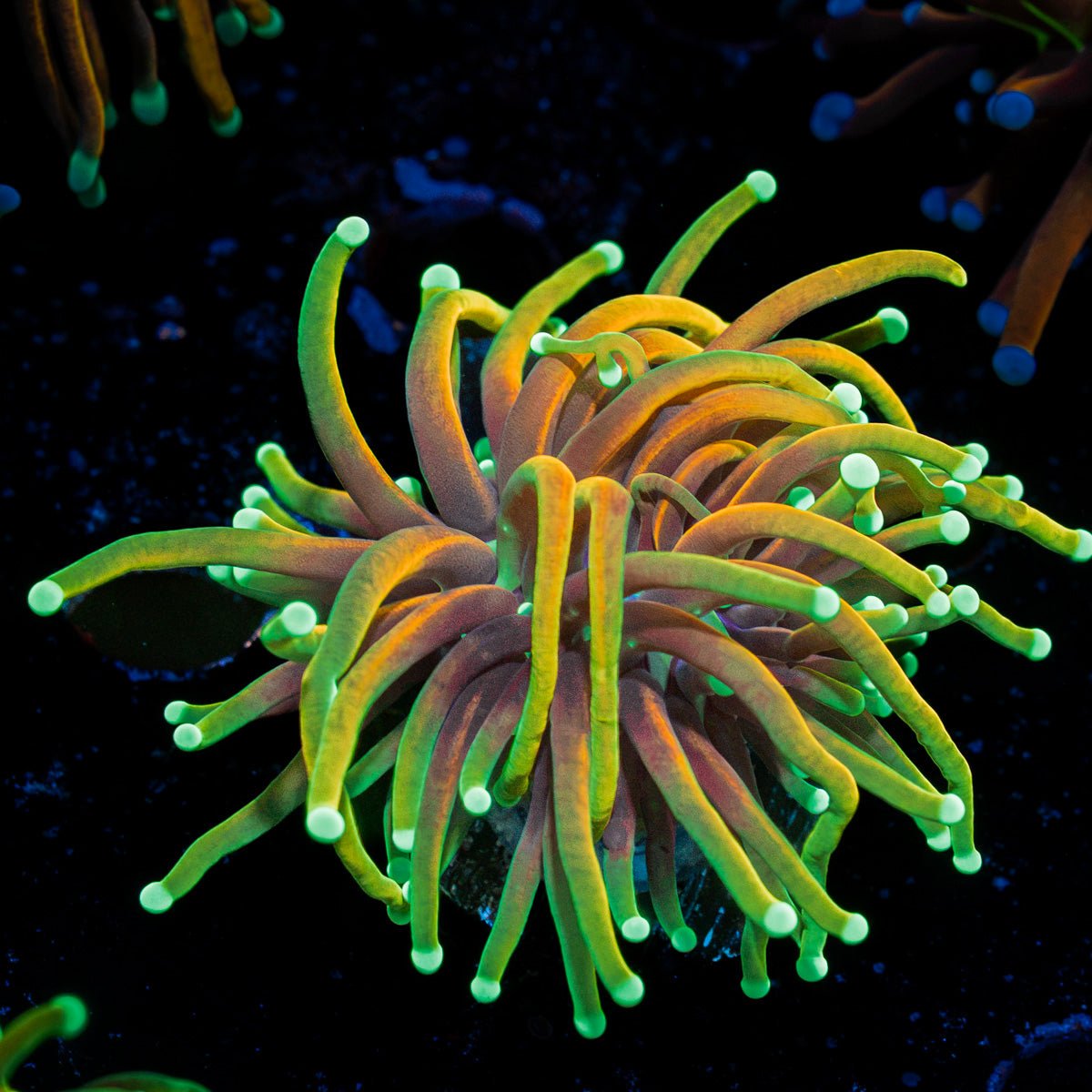 Dragon Soul Torch Euphyllia Coral with flowing tentacles in reef aquarium