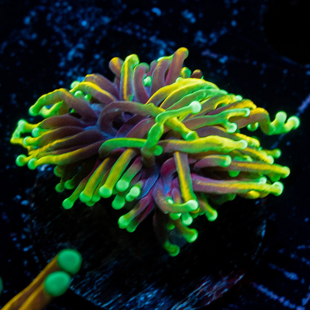 Dragon Soul Torch Euphyllia Coral with flowing tentacles in reef aquarium