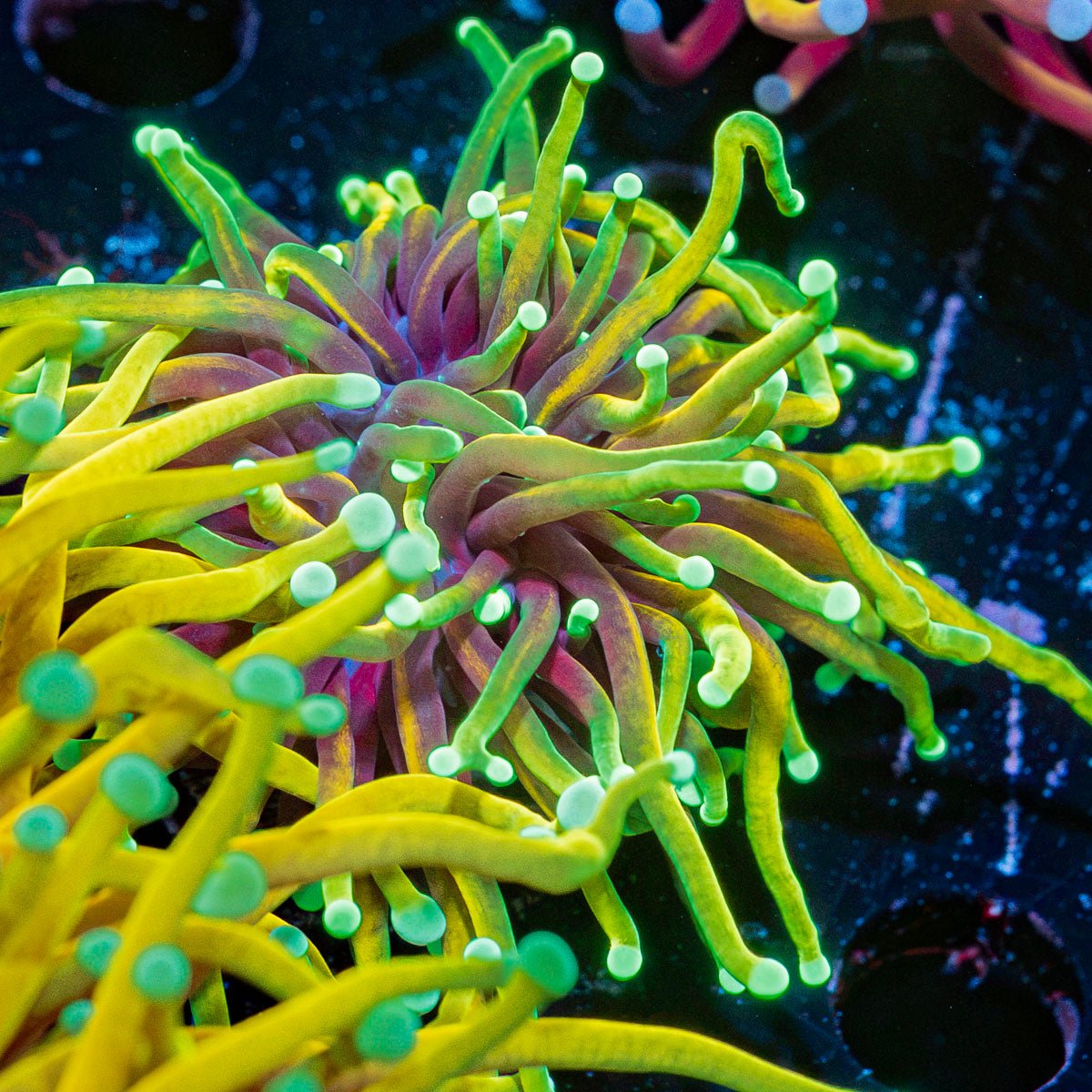 Dragon Soul Torch Euphyllia Coral with flowing tentacles in reef aquarium