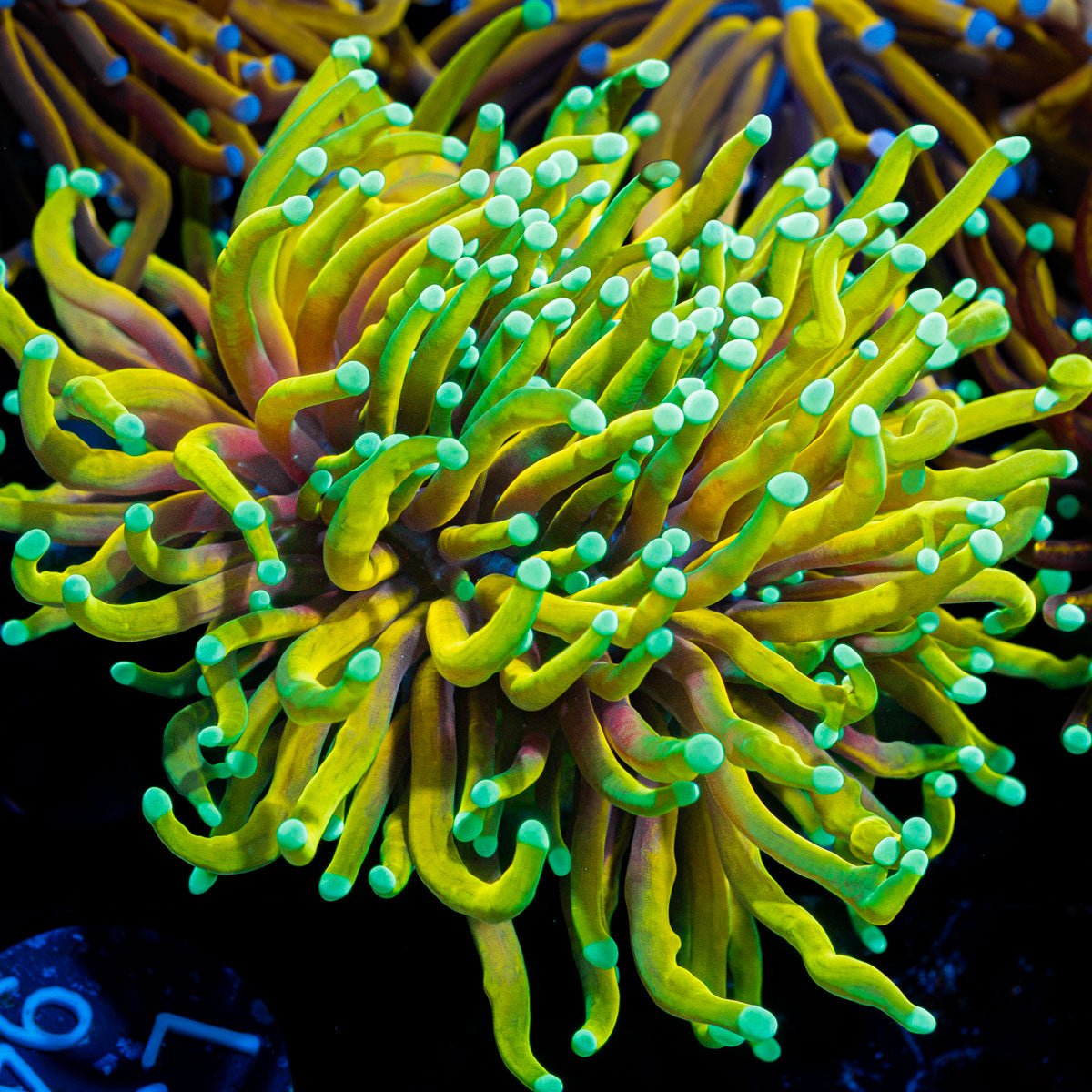 Dragon Soul Torch Euphyllia Coral with flowing tentacles in reef aquarium