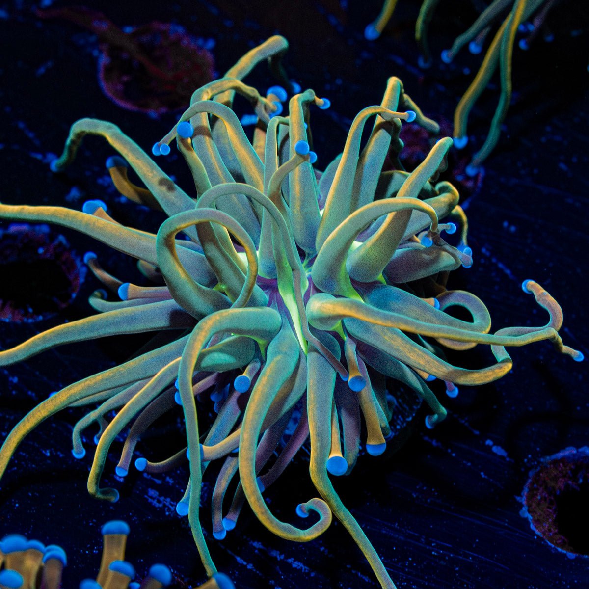 Dragon Talmer Torch Euphyllia with flowing tentacles in a reef aquarium