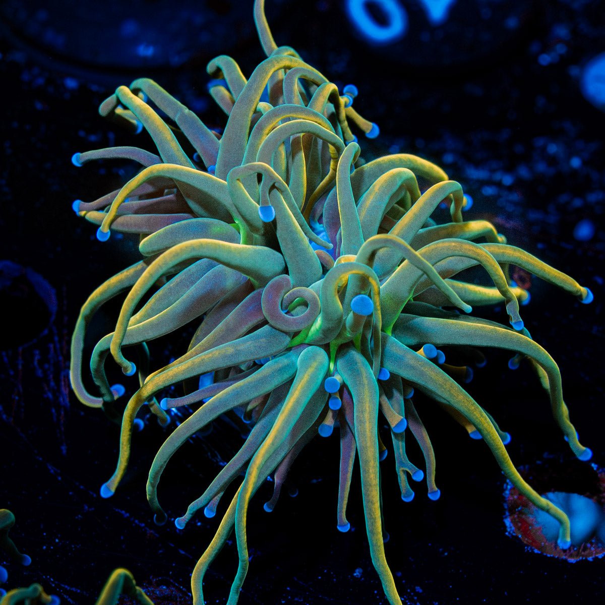 Dragon Talmer Torch Euphyllia with flowing tentacles in a reef aquarium