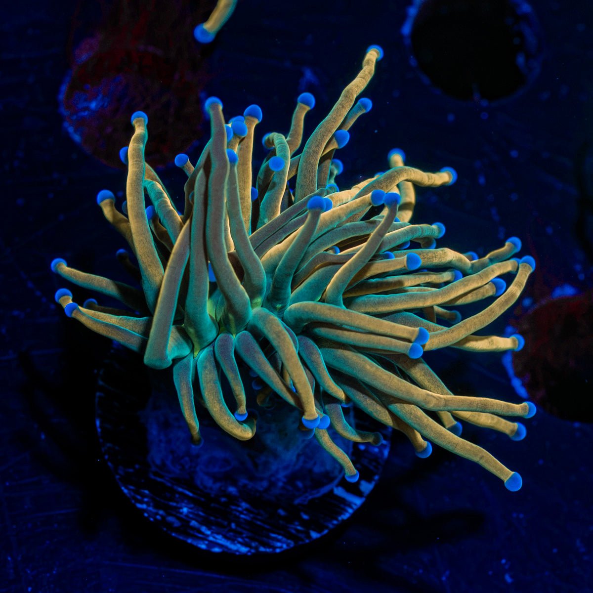 dragon-tamer-torch-euphyllia-
