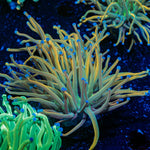 Dragon Tamer Torch Euphyllia Coral with flowing tentacles in reef aquarium
