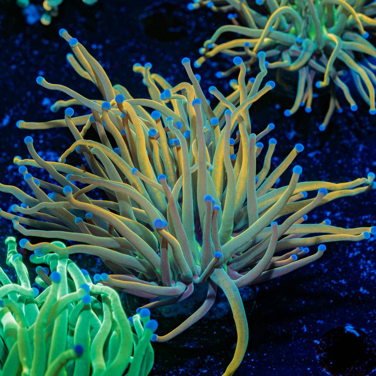 Dragon Tamer Torch Euphyllia Coral with flowing tentacles in reef aquarium