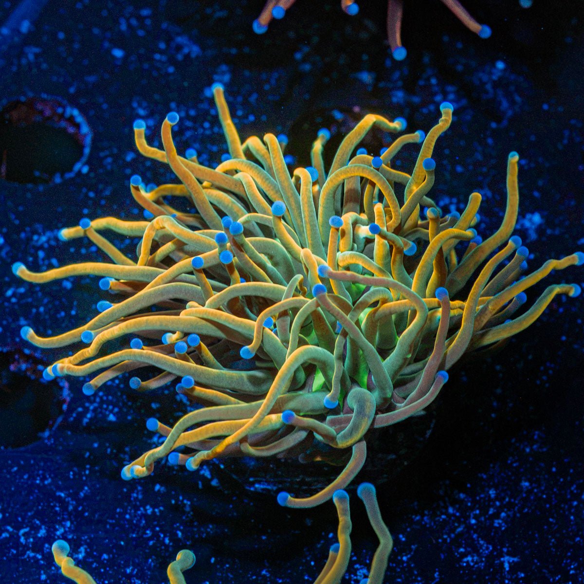 Dragon Tamer Torch Euphyllia Coral with flowing tentacles in reef aquarium