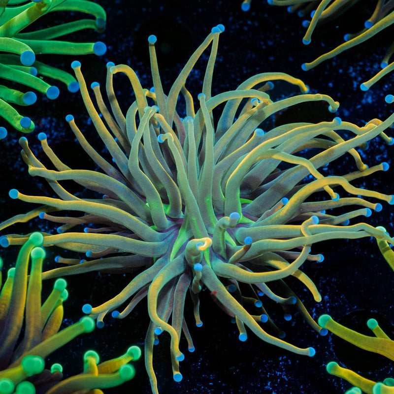 Dragon tamer Torch Euphyllia Coral with flowing tentacles in reef aquarium