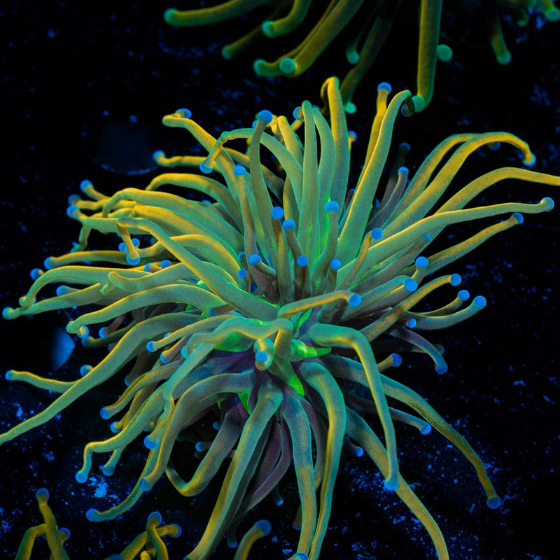 Dragon tamer Torch Euphyllia Coral with flowing tentacles in reef aquarium