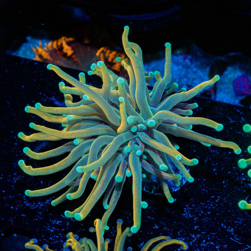 Dragon tamer Torch Euphyllia Coral with flowing tentacles in reef aquarium