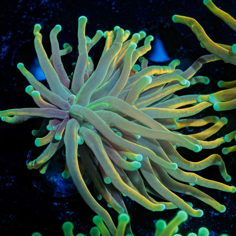 Dragon tamer Torch Euphyllia Coral with flowing tentacles in reef aquarium